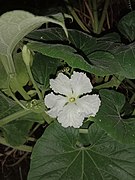 Flower of Lagenaria captured at night.jpg