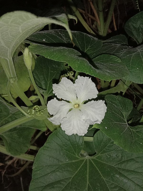 Flower of Lagenaria captured at night