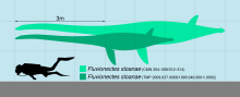 Fluvionectes Scale.svg