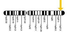 Расположение гена FMR1 на Х-хромосоме.