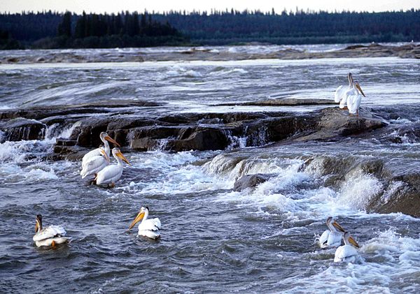 American white pelicans on the Slave River at the Rapids of the Drowned, near Fort Smith