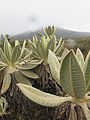 Vegetation des Páramo