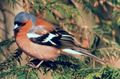 Fringilla coelebs (Fringillidae)