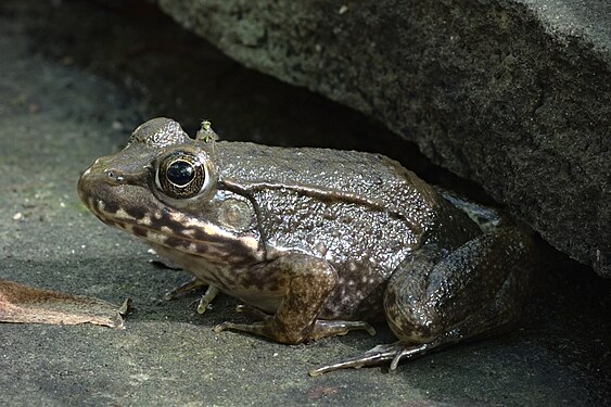 A fly perched on a frog's head.