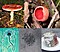 Fungi collage.jpg