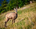 Stephan Sprinz - Gämse (Rupicapra rupicapra) auf dem Ornach im Landkreis Oberallgäu