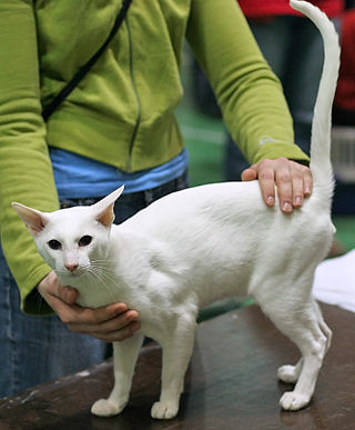 <span class="mw-page-title-main">Foreign White</span> Breed of cat