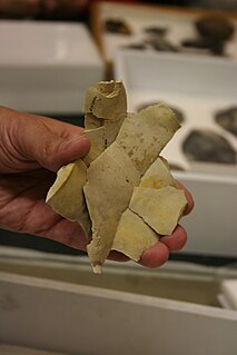 Debitage Archeological term; material produced during the process of lithic reduction