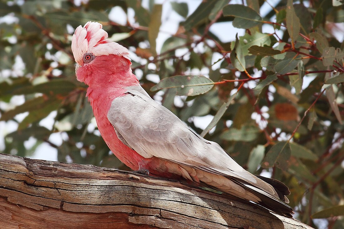 File:Galah-female-sa.jpg