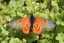 Градинска акрея (Acraea horta) .jpg