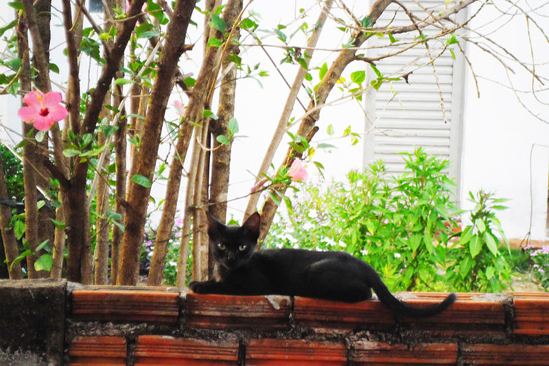 File:Gato preto no muro.JPG