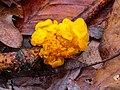   Natgeregende Tremella mesenterica op een dood takje tussen afgevallen blad.