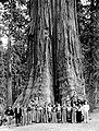 Base of General Grant, General Grant Grove, 1936