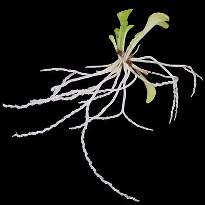 Genlisea violacea wortelval en bladeren