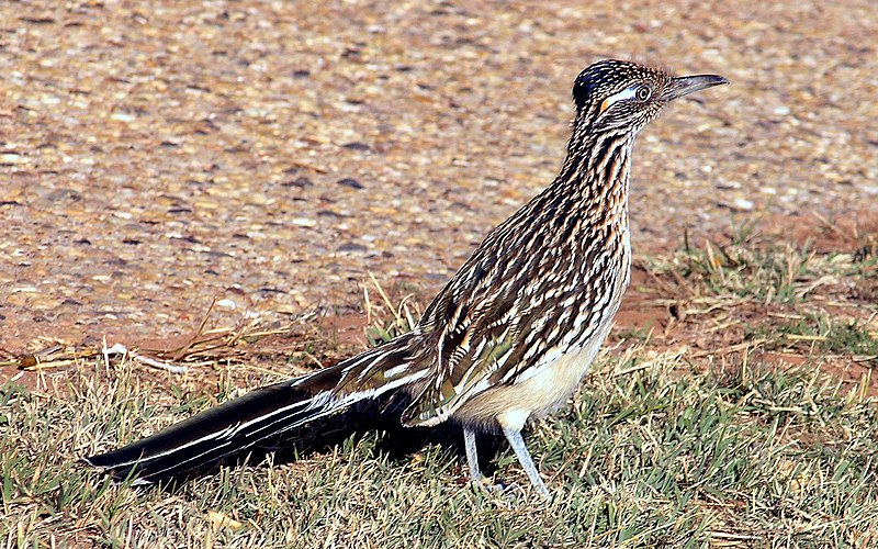 Greater Roadrunner  Missouri Department of Conservation