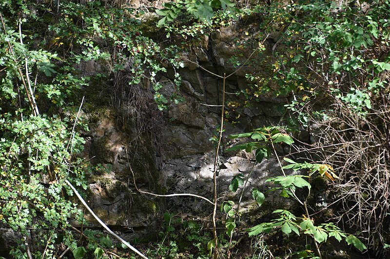 File:Geologischer Aufschluss (Gittelde) 09.jpg