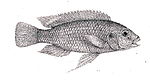 Gephyrochromis.jpg