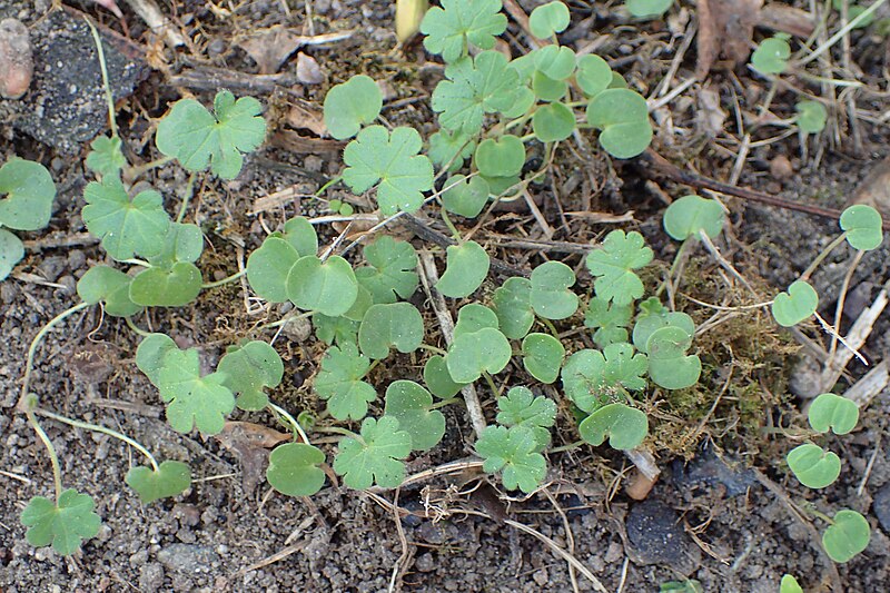 File:Geranium pyrenaicum kz07.jpg