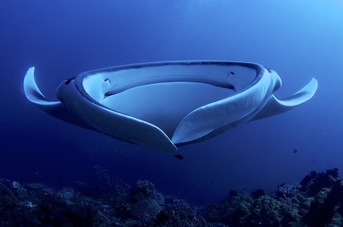 Front of a giant manta ray filter feeding. Show another