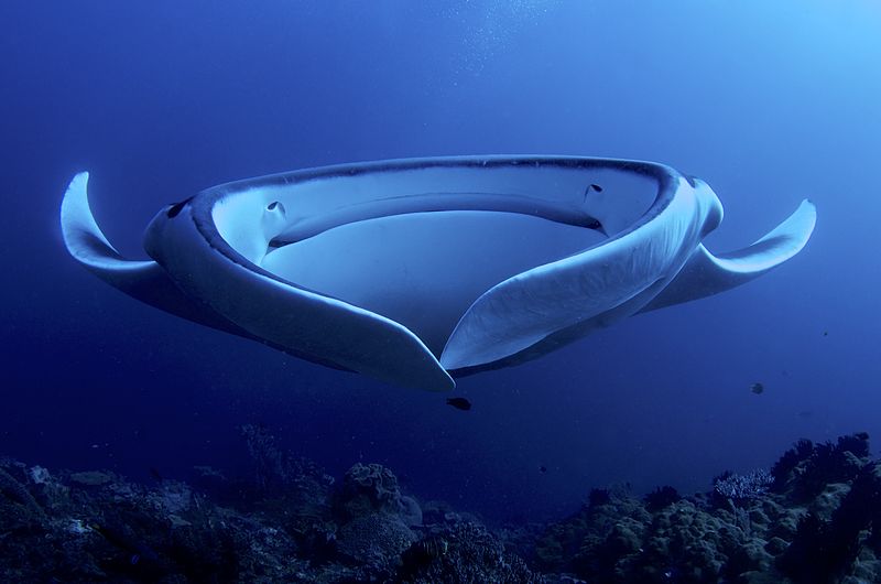 File:Giant Manta AdF.jpg