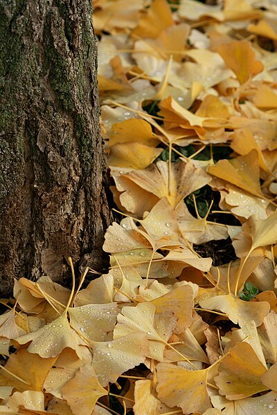 File:Ginkgo biloba Fächerblattbaum 06.JPG