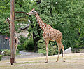 * Nomination Reticulated giraffe in Berlin Zoologischer Garten. --MrPanyGoff 08:24, 2 July 2014 (UTC) * Promotion  Support ok --Christian Ferrer 04:56, 11 July 2014 (UTC)