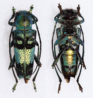 <i>Glenea celestis</i> Species of beetle