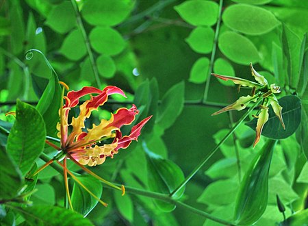 Tập_tin:Gloriosa_Superba.jpg