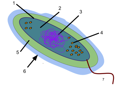 Glycocalyx Wikiwand