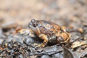 Glyphoglossus guttulatus, Striped spadefoot frog (subadult) - Kaeng Krachan National Park (46843250042) by Rushen.jpg