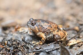 Bildbeschreibung Glyphoglossus guttulatus, gestreifter Schaufelfußfrosch (Subadult) - Kaeng Krachan National Park (46843250042) von Rushen.jpg.