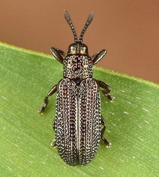 <i>Glyphuroplata</i> Genus of beetles