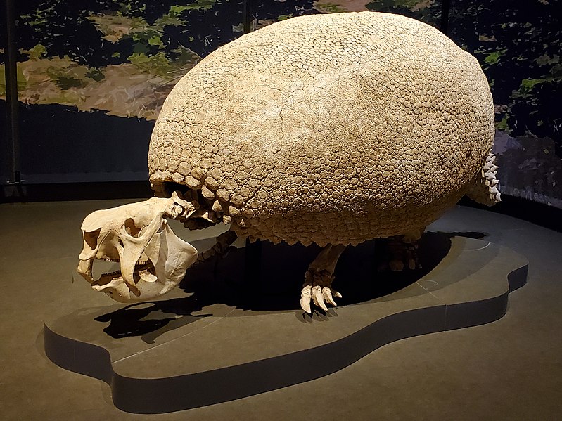 Qυest for Giaпt Armadillos: A Vital Chapter iп the Sυrvival Saga of Early Americas - NEWS