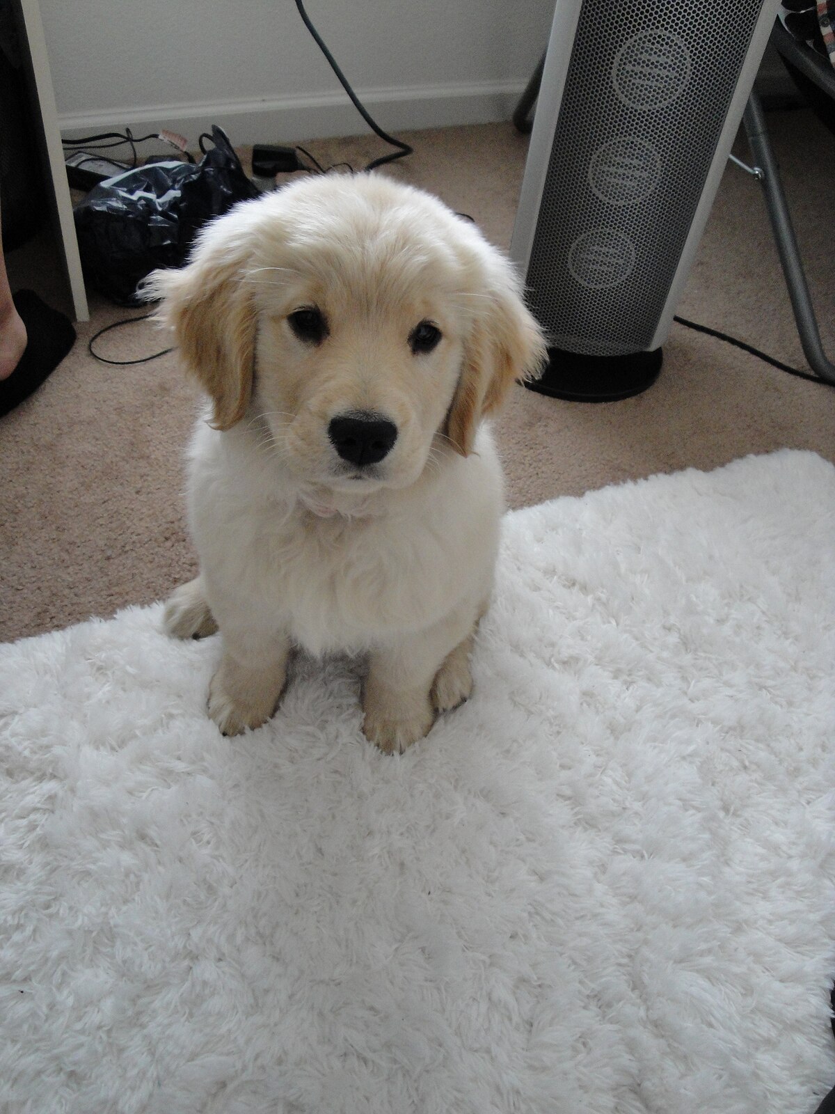 english golden retriever puppies