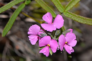 <i>Gompholobium knightianum</i> Species of flowering plant