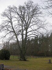 Winter linden (Tilia cordata)