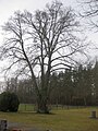 Winterlinde (Tilia cordata)