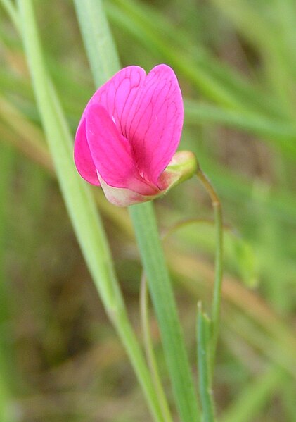 File:Grass vetchling close 800.jpg