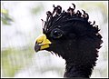 Great Curassow (6961683968).jpg