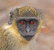 Green monkey (Chlorocebus sabaeus) juvenile head.jpg