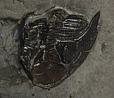 Fossil of the Middle-Late Devonian trilobite Greenops Greenops barberi roled in matrix cephalon.jpg