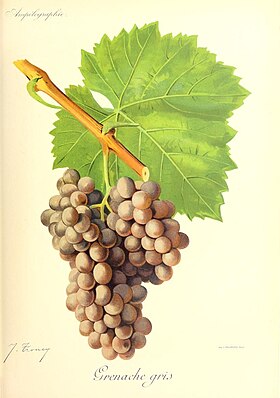 Grenache grijs