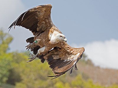 Gyps fulvus (Griffon Vulture) in flight