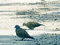 Grlica mužjak i ženka (Streptopelia turtur); European Turtle-dove; male and female.jpg