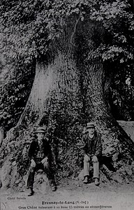Le Gros Chêne à Fresnay-le-Long, carte postale vers 1910.