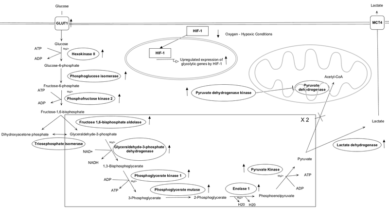 File:HIF-1 Glycolytic Pathway.png