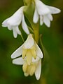 Habenaria heyneana