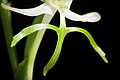 Habenaria linearifolia