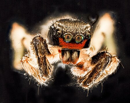 Tập_tin:Habronattus_coecatus_2,_U,_face,_Patuxent,_MD_2012-10-05-12.39_(8057370460).jpg