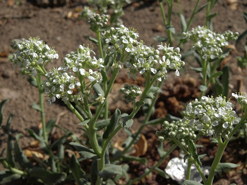 File:Hairy whitetop, Cardaria pubescens (=Lepidium appelianum) (16313783513).jpg